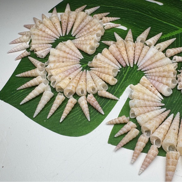 Florida Turent Seashells Unicorn Shells DIY Crafting Collecting Crafts Lot - Picture 6 of 13